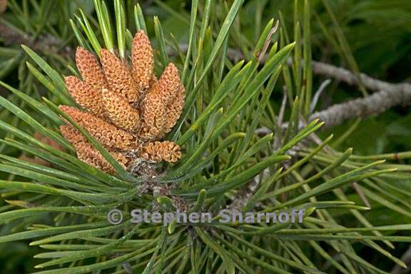 pinus contorta murrayana 2 graphic